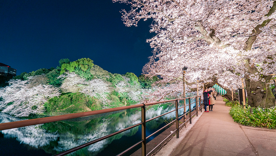 千代田のさくらまつり 夜桜ライトアップ
