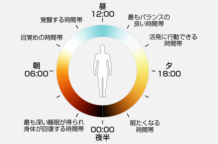 サーカディアンリズム概念図